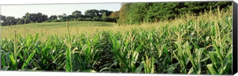 Framed Cornfield, Baltimore County, Maryland, USA Print