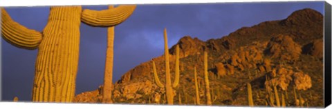 Framed Saguaro Cactus, Tucson, Arizona, USA Print