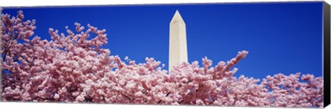 Framed Washington Monument and cherry blossoms, Washington DC Print