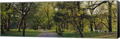 Framed Trees In A Park, Central Park, NYC, New York City, New York State, USA Print