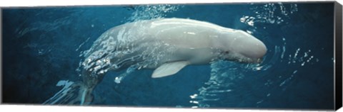 Framed Close-up of a Beluga whale in an aquarium, Shedd Aquarium, Chicago, Illinois, USA Print