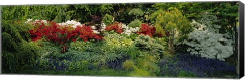 Framed High Angle View Of Flowers In A Garden, Baltimore, Maryland, USA Print