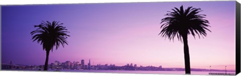 Framed San Francisco skyline between 2 palm trees, California Print