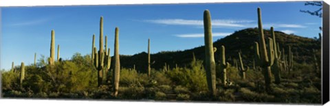 Framed Cactus Print
