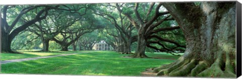 Framed USA, Louisiana, New Orleans, Oak Alley Plantation, plantation home through alley of oak trees Print