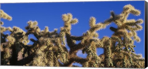 Framed Chainfruit Cholla Cactus Saguaro National Park AZ Print
