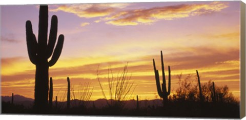 Framed Sunset Saguaro Cactus Saguaro National Park AZ Print