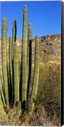 Framed Organ Pipe Cactus in Arizona (vertical) Print