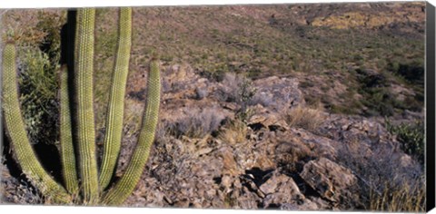 Framed Organ Pipe Cactus in Arizona Print