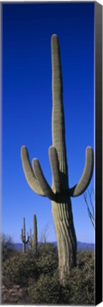 Framed Saguaro Cactus AZ Print