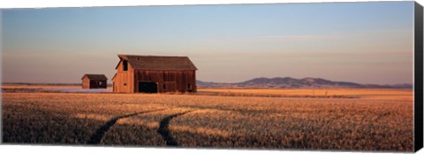 Framed Barn in a field, Hobson, Montana, USA Print