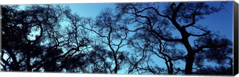 Framed Silhouette of an Oak tree, Oakland, California, USA Print