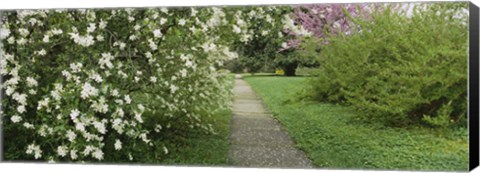 Framed Path In A Park, Richmond, Virginia, USA Print