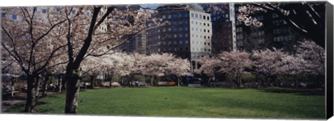 Framed White flowering trees in a park, Central Park, Manhattan, New York City, New York State, USA Print