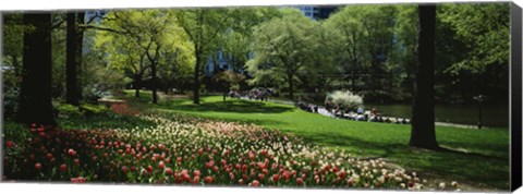 Framed Flowers in a park, Central Park, Manhattan, New York City, New York State, USA Print