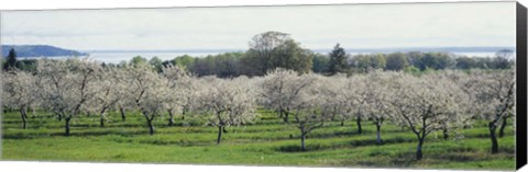 Framed Cherry trees in an orchard, Mission Peninsula, Traverse City, Michigan, USA Print