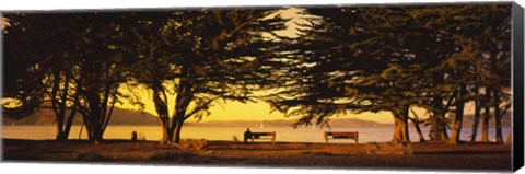 Framed Trees In A Field, Crissy Field, San Francisco, California, USA Print