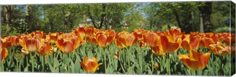 Framed Sherwood Gardens Tulips, Baltimore, Maryland Print