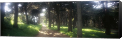 Framed Footpath passing through a park, The Presidio, San Francisco, California, USA Print