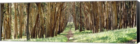 Framed Walkway passing through a forest, The Presidio, San Francisco, California, USA Print