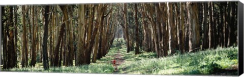 Framed Woman walking on a path in a park, The Presidio, San Francisco, California, USA Print