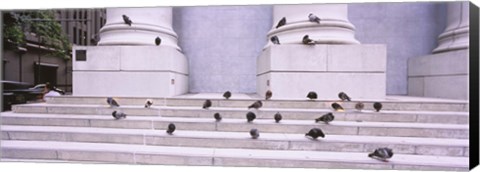 Framed Flock of pigeons on steps, San Francisco, California, USA Print