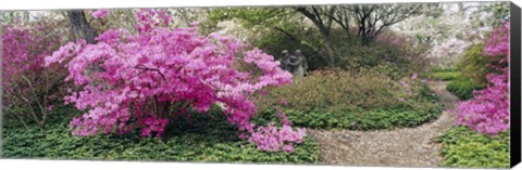 Framed Azalea flowers in a garden, Garden of Eden, Ladew Topiary Gardens, Monkton, Baltimore County, Maryland, USA Print