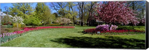 Framed Tulips and cherry trees in a garden, Sherwood Gardens, Baltimore, Maryland, USA Print