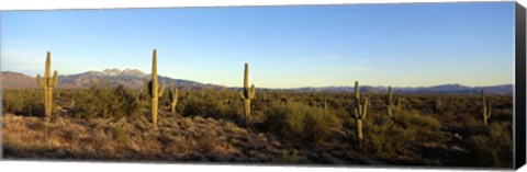 Framed Saguaro cacti in a desert, Four Peaks, Phoenix, Maricopa County, Arizona, USA Print