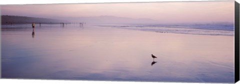 Framed Sandpiper on the beach, San Francisco, California, USA Print