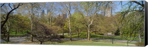 Framed Trees in a park, Central Park West, Central Park, Manhattan, New York City, New York State, USA Print