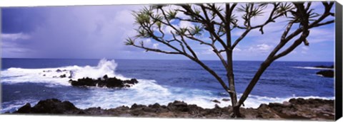 Framed Tree on the coast, Honolulu Nui Bay, Nahiku, Maui, Hawaii, USA Print