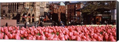 Framed Tulips in a garden with Old South Church in the background, Copley Square, Boston, Suffolk County, Massachusetts, USA Print