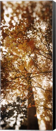 Framed Low angle view of autumn trees, Volunteer Park, Capitol Hill, Seattle, King County, Washington State, USA Print