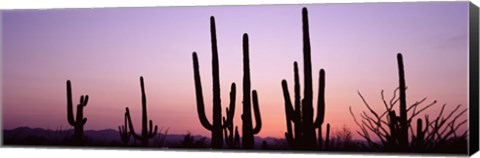 Framed Landscape of Saguaro National Park, Tucson, Arizona Print