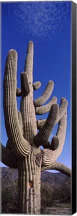 Framed Close up of Saguaro cactus, Saguaro National Park, Tucson, Arizona Print
