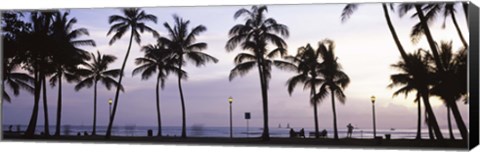 Framed Palm trees on the beach, Waikiki, Honolulu, Oahu, Hawaii (black and white) Print