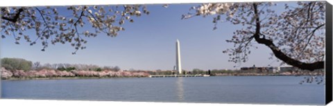 Framed Cherry blossom with monument in the background, Washington Monument, Tidal Basin, Washington DC, USA Print