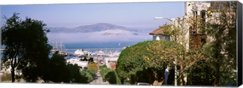 Framed Trees along the Hyde Street, San Francisco, California, USA Print