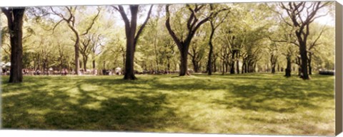 Framed Trees and grass in a Central Park in the spring time, New York City, New York State, USA Print