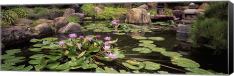 Framed Lotus blossoms, Japanese Garden, University of California, Los Angeles, California Print