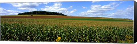 Framed Field Of Corn With Tractor In Distance, Carroll County, Maryland, USA Print