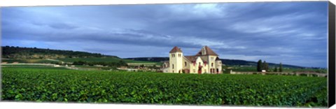 Framed Grand Cru Vineyard, Burgundy, France Print