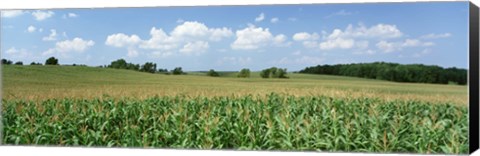 Framed Corn Crop In A Field, Wyoming County, New York State, USA Print