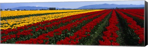 Framed Tulip Field, Mount Vernon, Washington State, USA Print