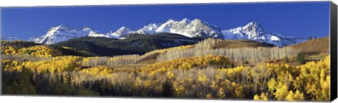 Framed USA, Colorado, Rocky Mountains, aspens, autumn Print