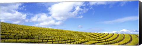 Framed Mustard Fields, Napa Valley, California, USA Print