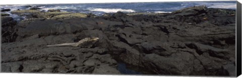 Framed Marine iguana (Amblyrhynchus cristatus) on volcanic rock, Isabela Island, Galapagos Islands, Ecuador Print
