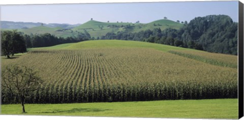 Framed Switzerland, Canton Zug, Panoramic view of Cornfields Print