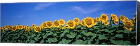 Framed Field Of Sunflowers, Bogue, Kansas, USA Print